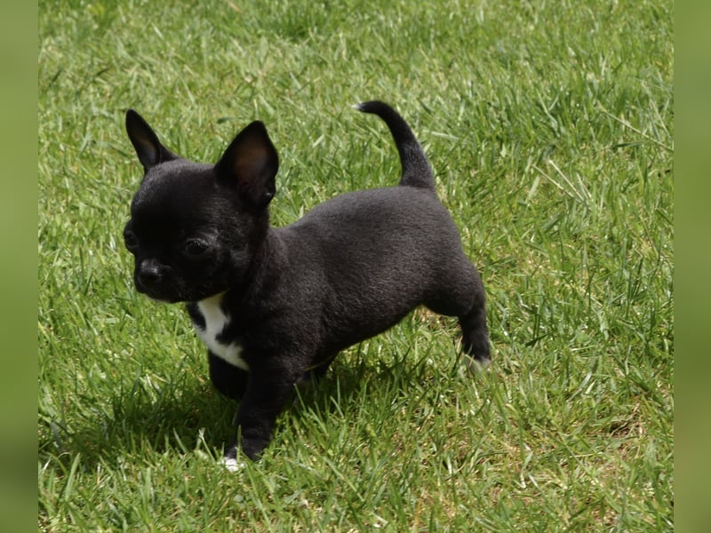 Chihuahua Hündin Schwarz Weiß