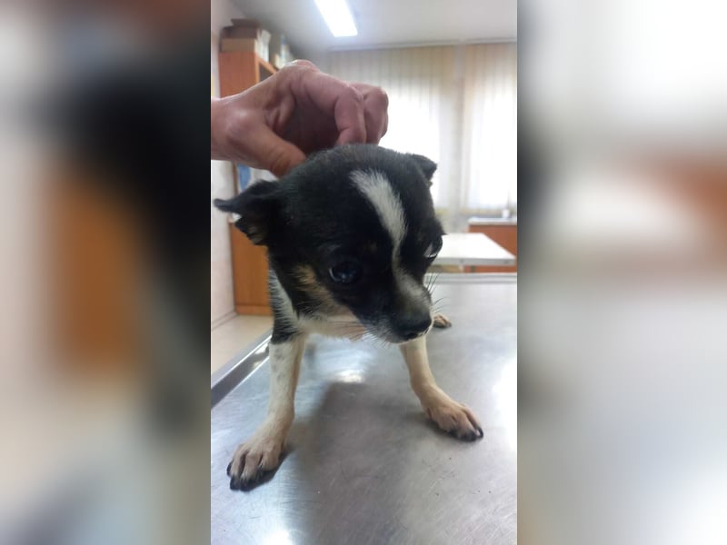 Cuki 3 PP – Zarte Chihuahua-Dame sucht Geborgenheit