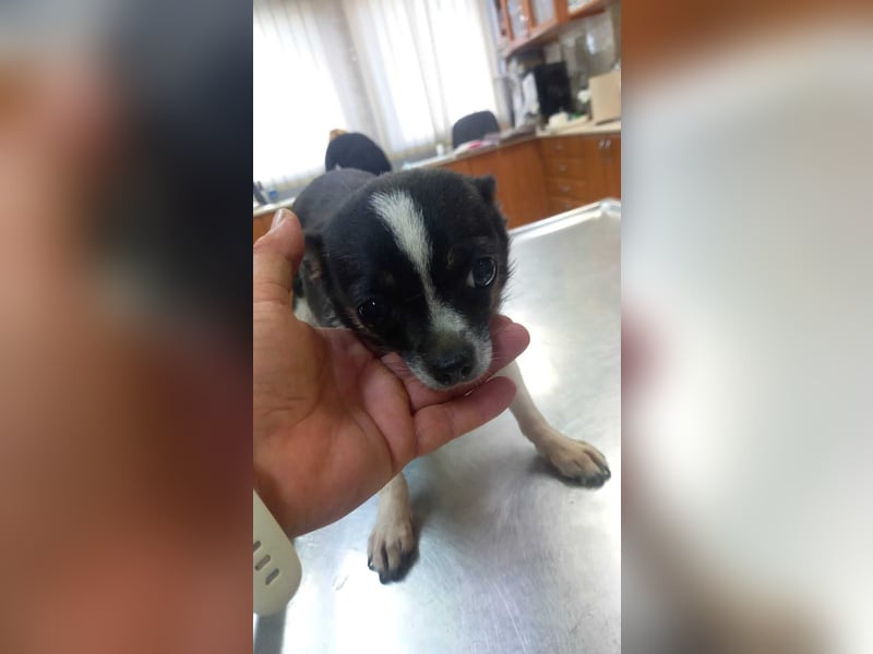 Cuki 3 PP – Zarte Chihuahua-Dame sucht Geborgenheit