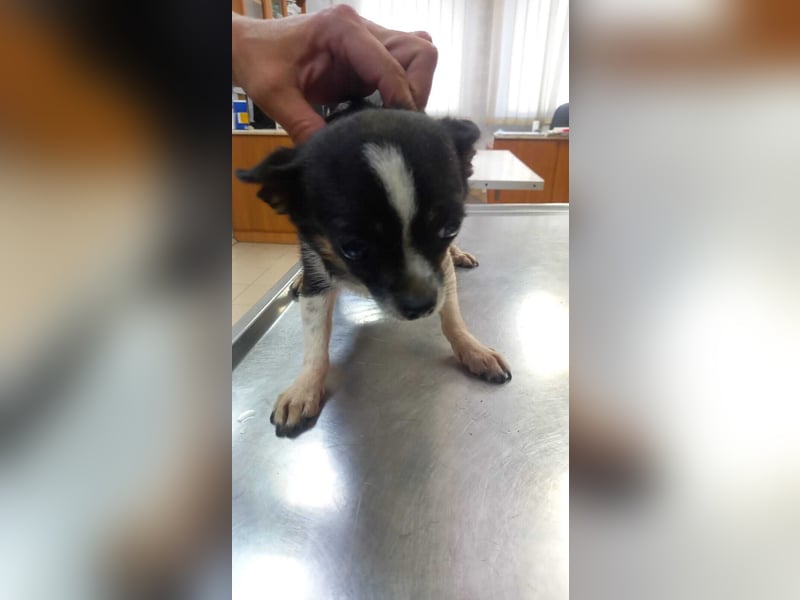 Cuki 3 PP – Zarte Chihuahua-Dame sucht Geborgenheit