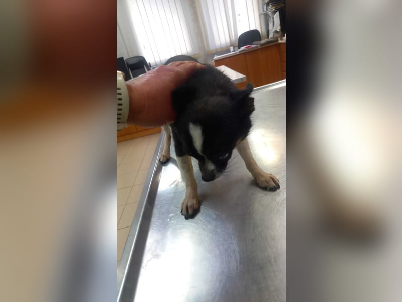 Cuki 3 PP – Zarte Chihuahua-Dame sucht Geborgenheit