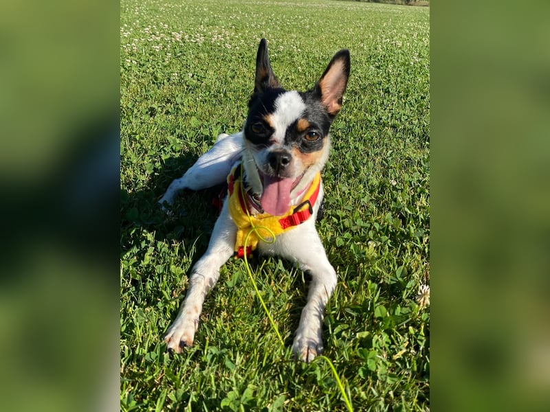 Luna sucht ihre Herzensmenschen