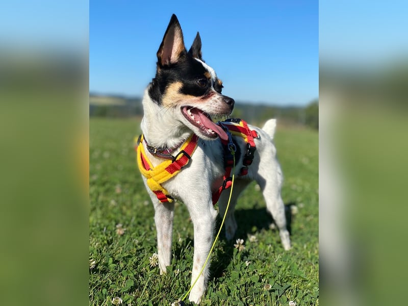 Luna sucht ihre Herzensmenschen