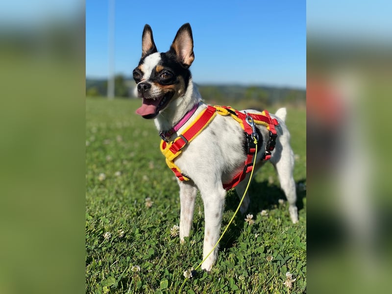 Luna sucht ihre Herzensmenschen