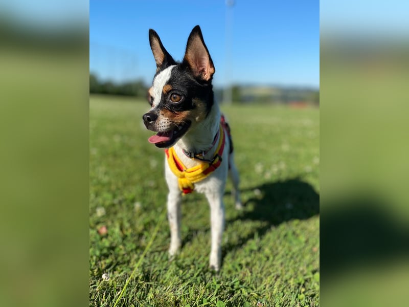 Luna sucht ihre Herzensmenschen