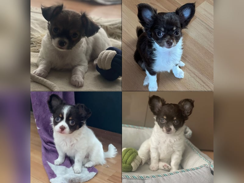 Wunderhübsche reinrassige Chihuahua in Langhaar