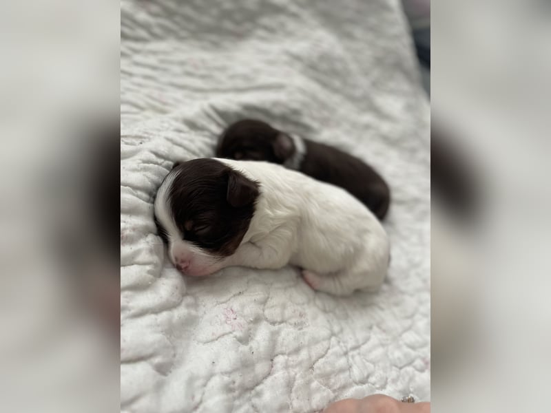 Wunderhübsche reinrassige Chihuahua in Langhaar