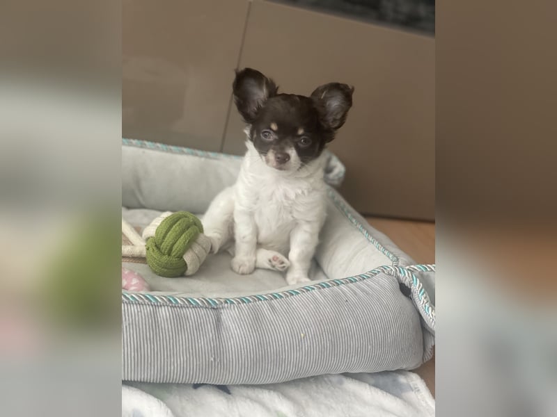 Wunderhübsche reinrassige Chihuahua in Langhaar