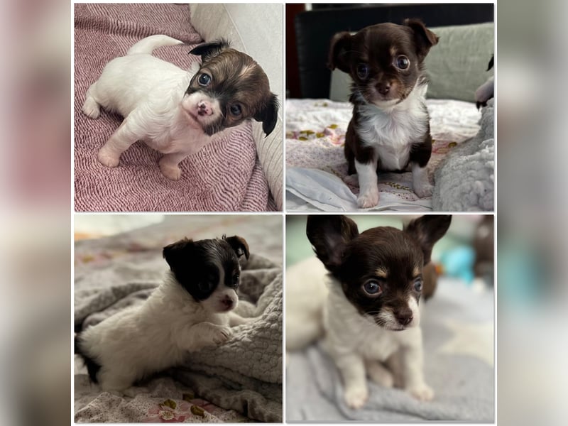 Wunderhübsche reinrassige Chihuahua in Langhaar