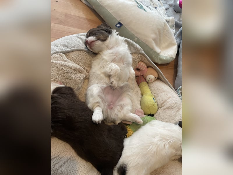 Wunderhübsche reinrassige Chihuahua in Langhaar