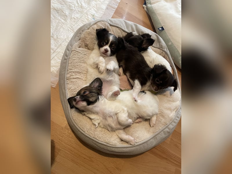 Wunderhübsche reinrassige Chihuahua in Langhaar