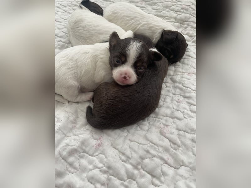 Wunderhübsche reinrassige Chihuahua in Langhaar