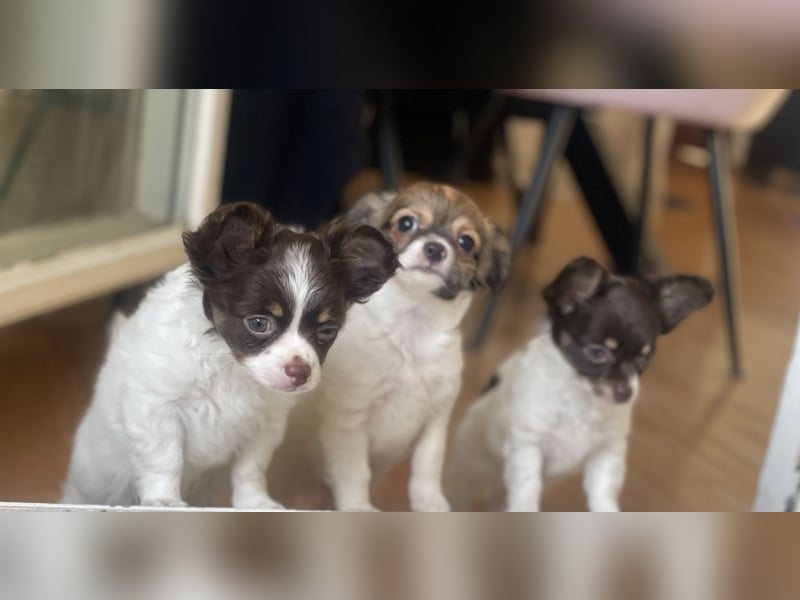 Wunderhübsche reinrassige Chihuahua in Langhaar