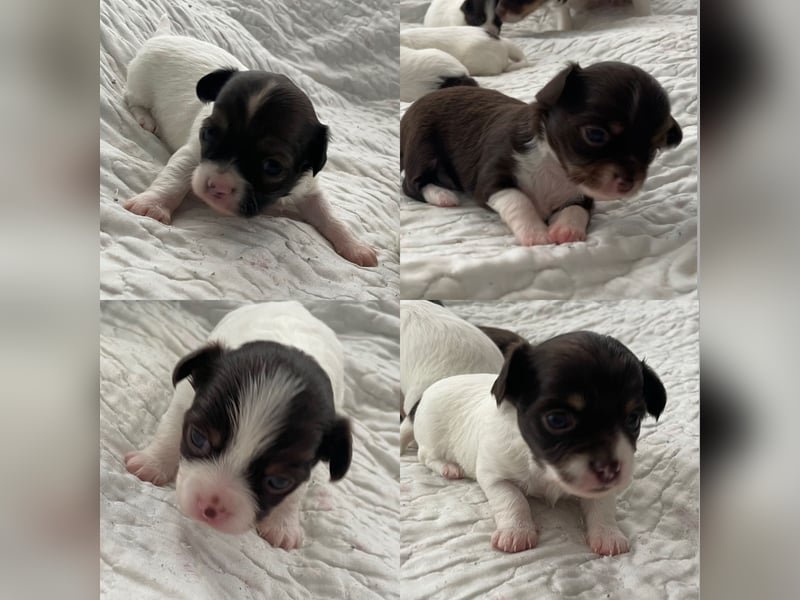 Wunderhübsche reinrassige Chihuahua in Langhaar