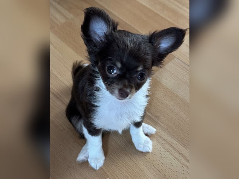 Wunderhübsche reinrassige Chihuahua in Langhaar