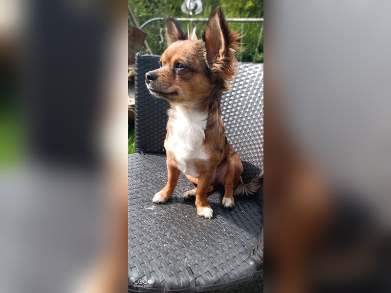 Reinrassige Langhaar - Chihuahua - Hündin abzugeben