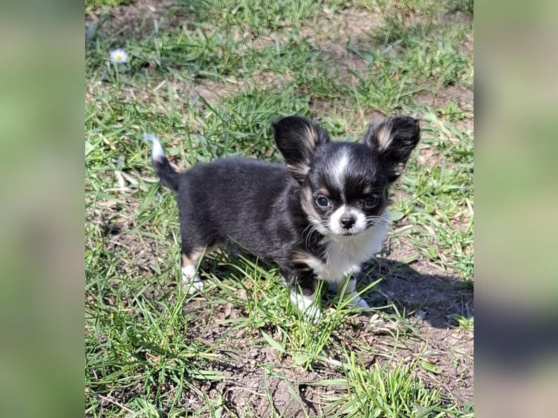 Chihuahua Welpen