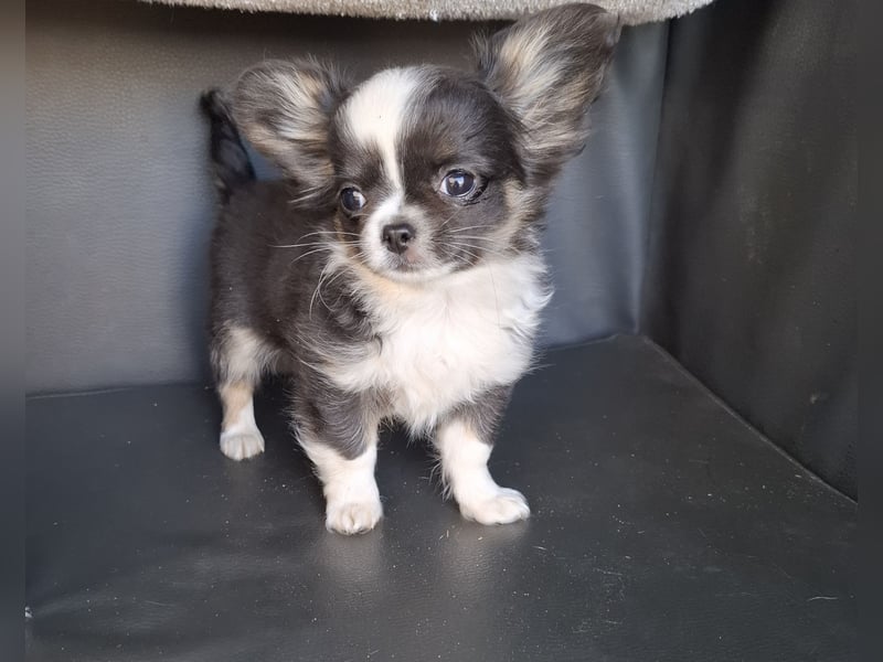 Chihuahua Welpen