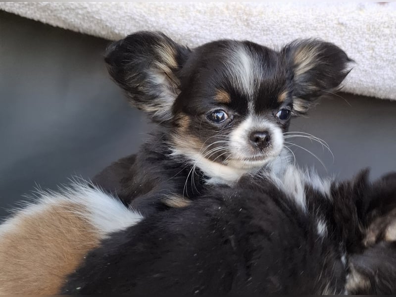 Chihuahua Welpen