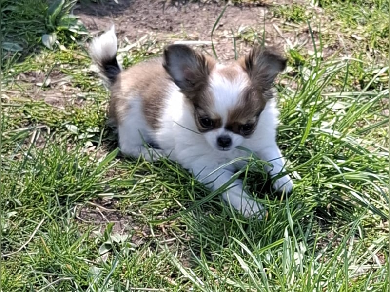 Chihuahua Welpen