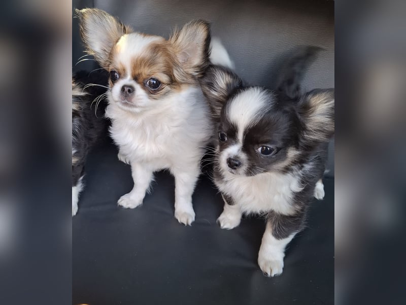 Chihuahua Welpen