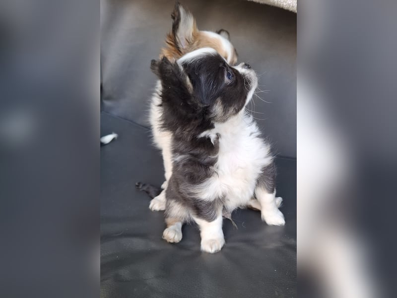 Chihuahua Welpen