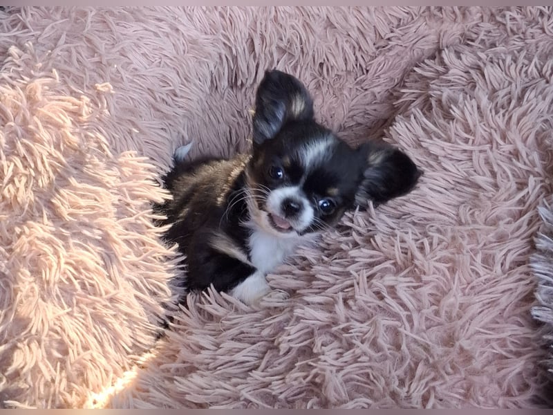 Chihuahua Welpen