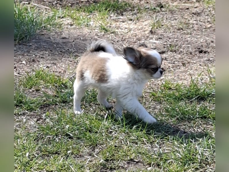 Chihuahua Welpen