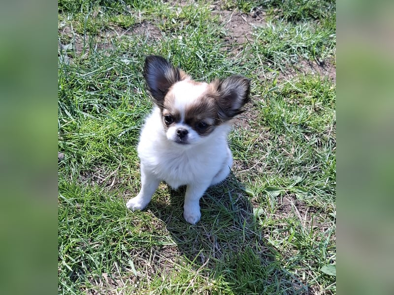 Chihuahua Welpen