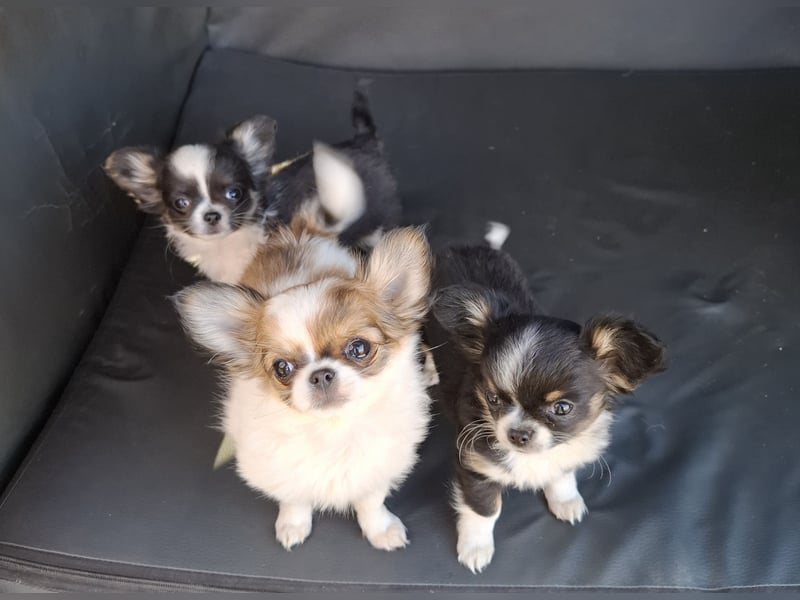 Chihuahua Welpen