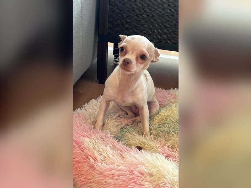 Chihuahua Hündin