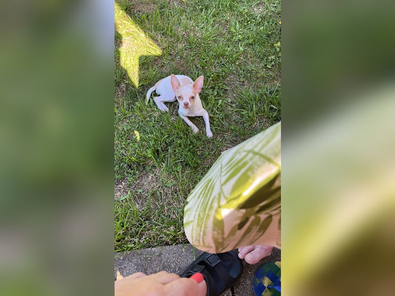 Chihuahua Hündin