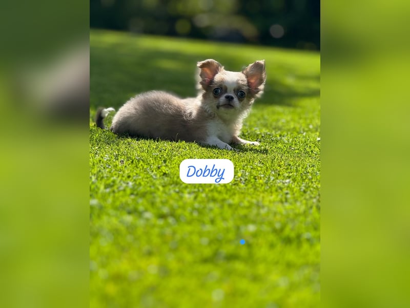 Chihuahua Welpen