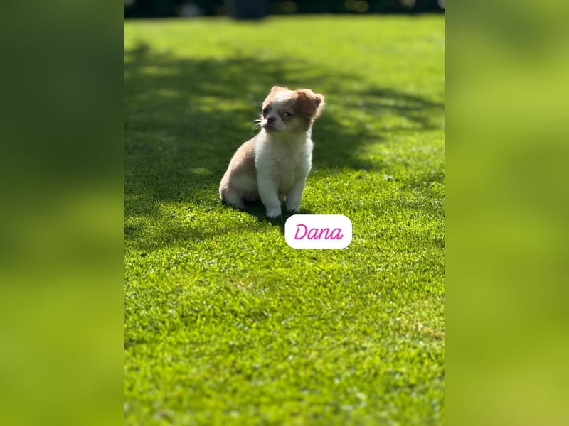Chihuahua Welpen