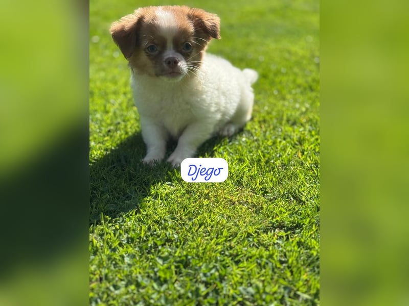 Chihuahua Welpen
