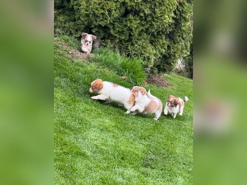 Chihuahua Welpen