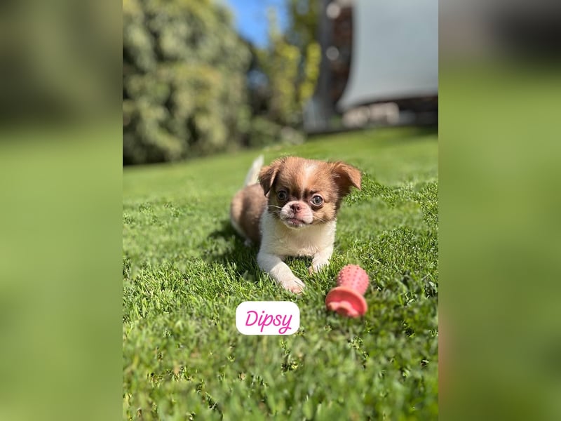 Chihuahua Welpen