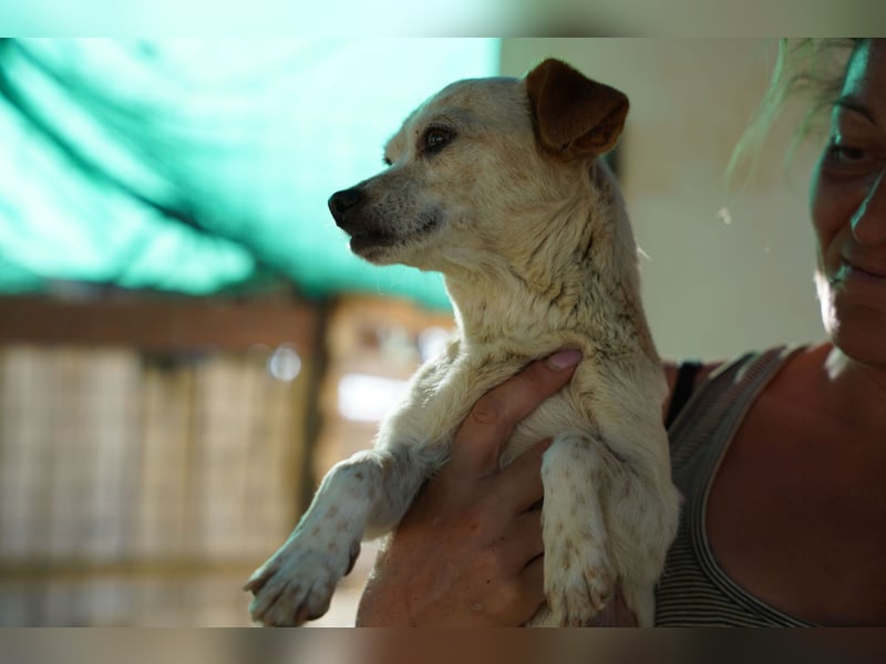 Adela – kleine Hundedame sucht ihr erstes richtiges Zuhause