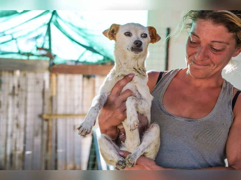 Adela – kleine Hundedame sucht ihr erstes richtiges Zuhause