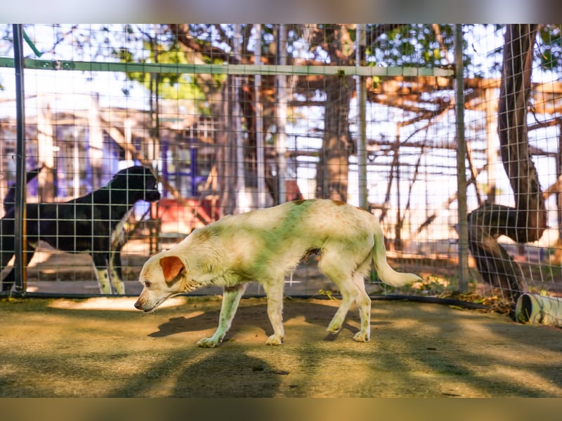 Adela – kleine Hundedame sucht ihr erstes richtiges Zuhause