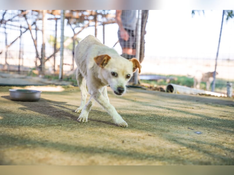 Adela – kleine Hundedame sucht ihr erstes richtiges Zuhause