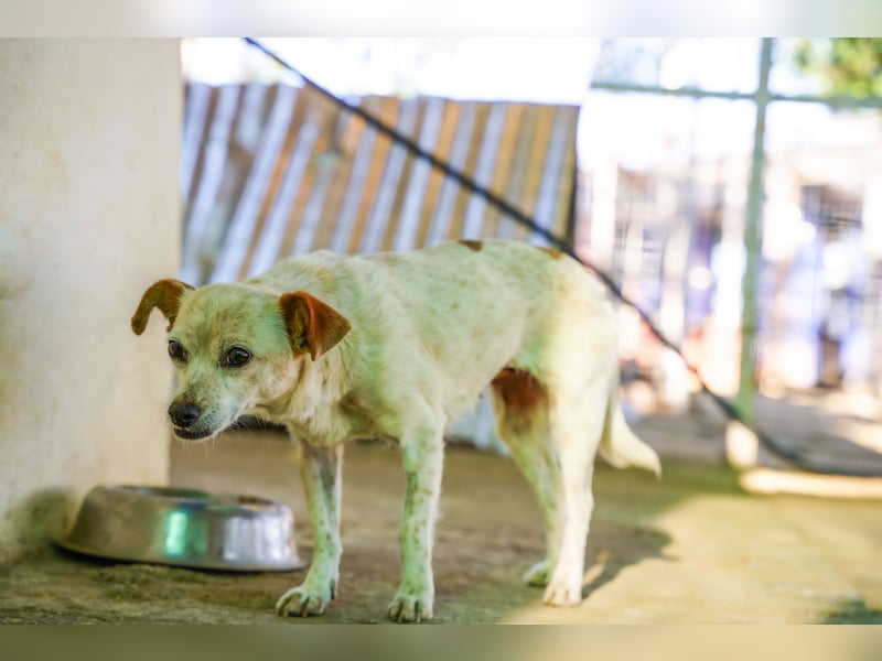 Adela – kleine Hundedame sucht ihr erstes richtiges Zuhause