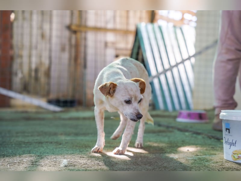 Adela – kleine Hundedame sucht ihr erstes richtiges Zuhause