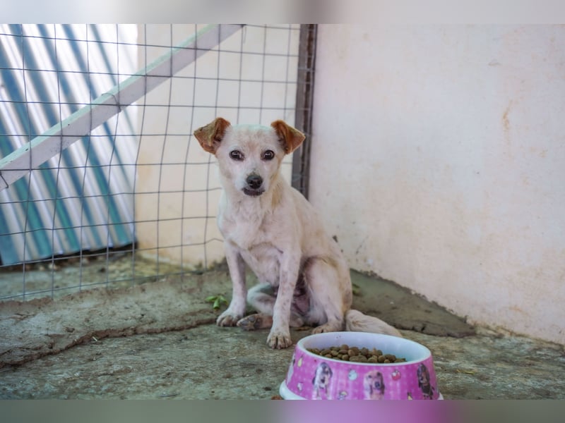 Adela – kleine Hundedame sucht ihr erstes richtiges Zuhause