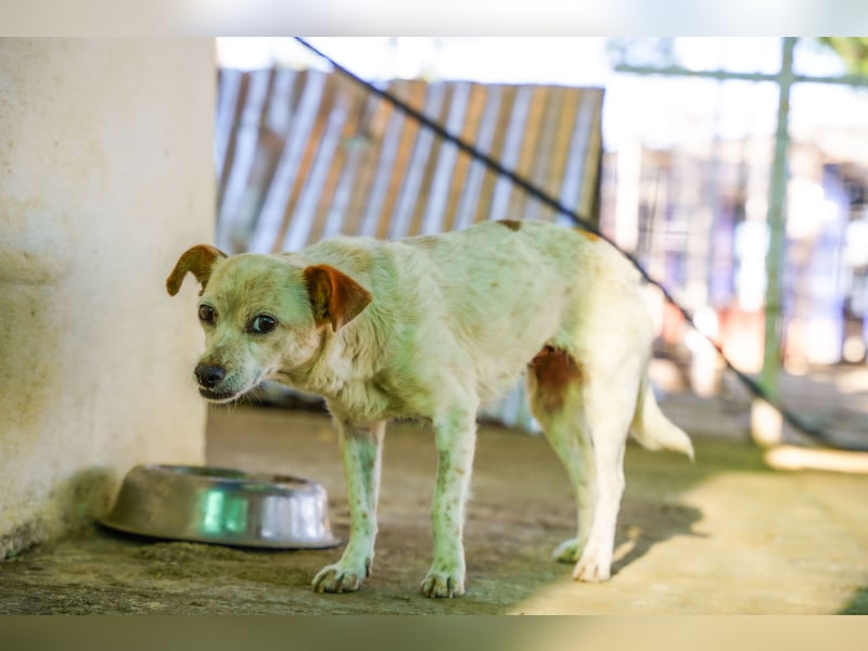 Adela – kleine Hundedame sucht ihr erstes richtiges Zuhause