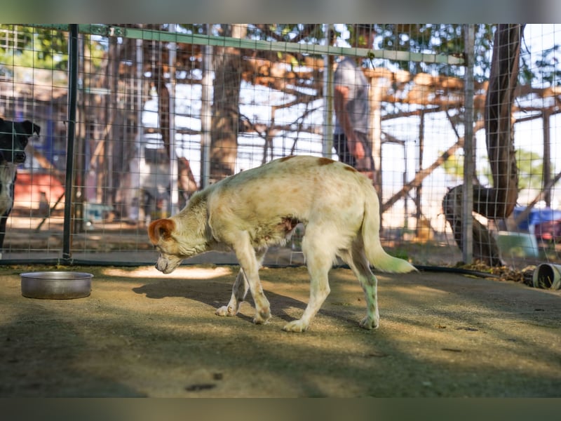 Adela – kleine Hundedame sucht ihr erstes richtiges Zuhause
