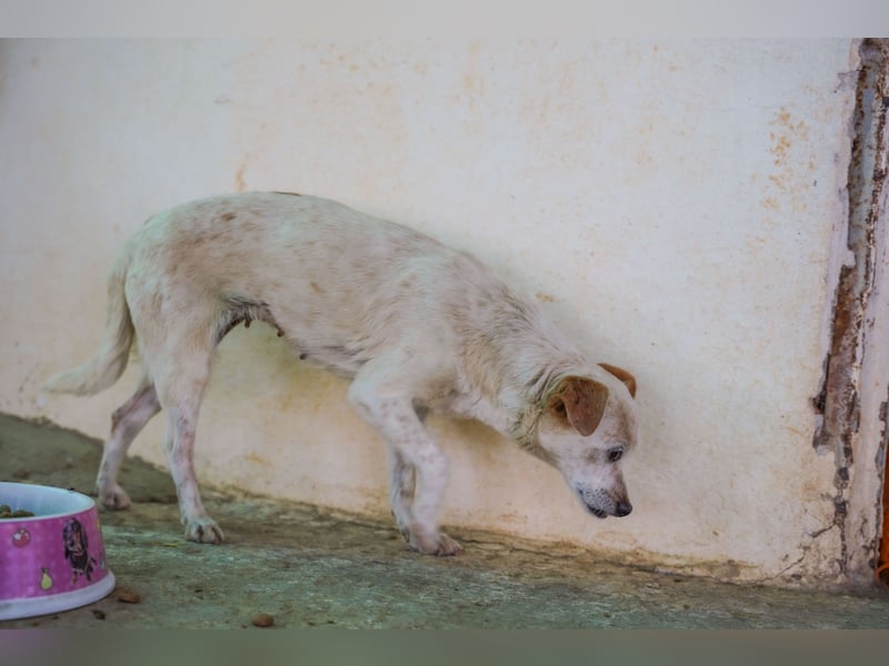 Adela – kleine Hundedame sucht ihr erstes richtiges Zuhause