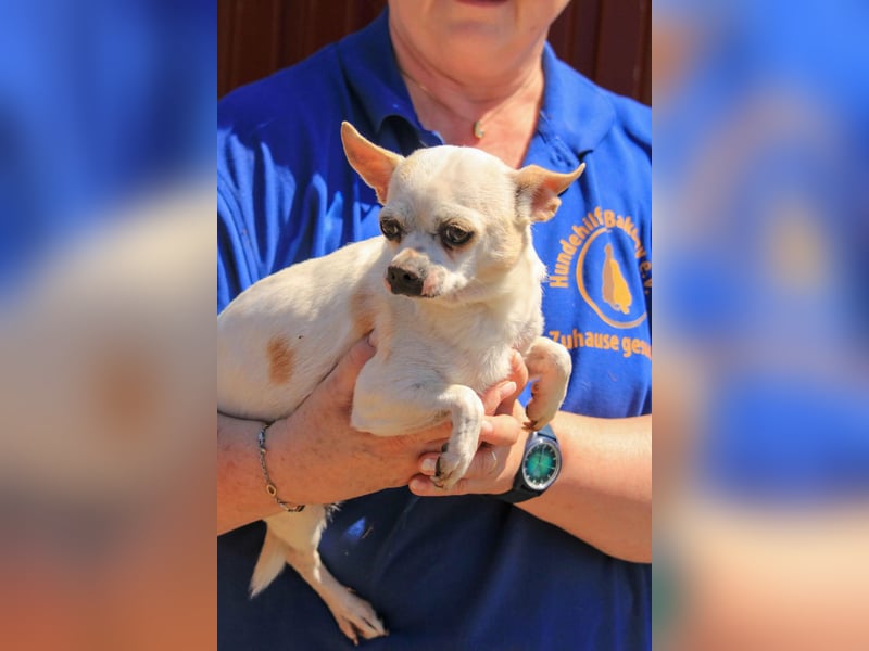 Kulcs PP – Zarte Chihuahua-Hündin sucht liebevolles Zuhause mit Herz