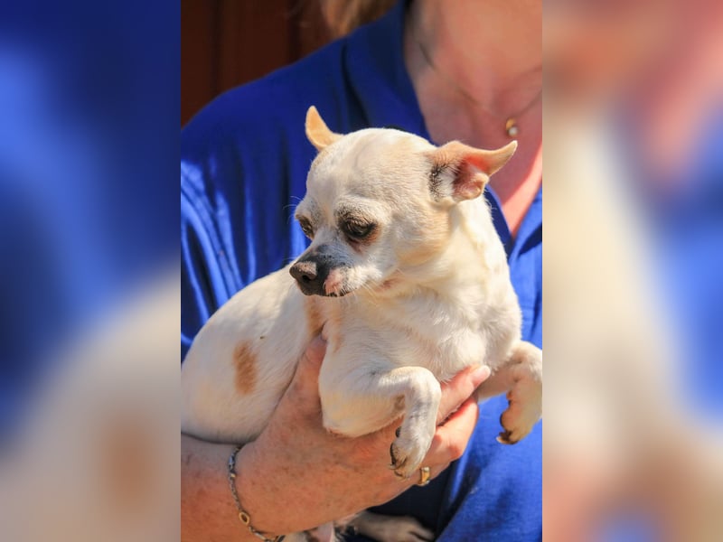 Kulcs PP – Zarte Chihuahua-Hündin sucht liebevolles Zuhause mit Herz