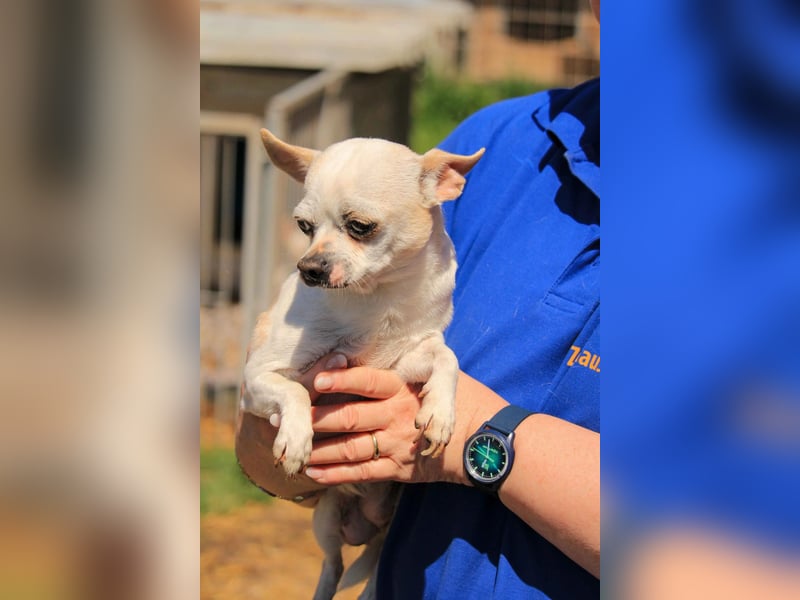 Kulcs PP – Zarte Chihuahua-Hündin sucht liebevolles Zuhause mit Herz